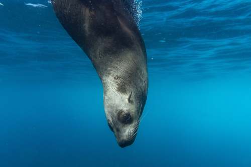 sea lion seal underwater mammal